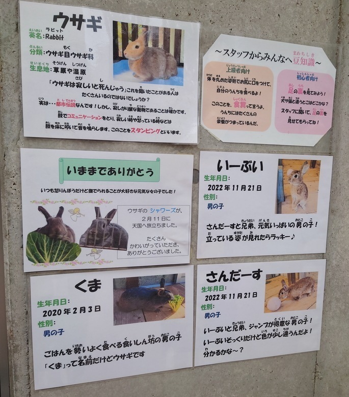 cat20250315102046